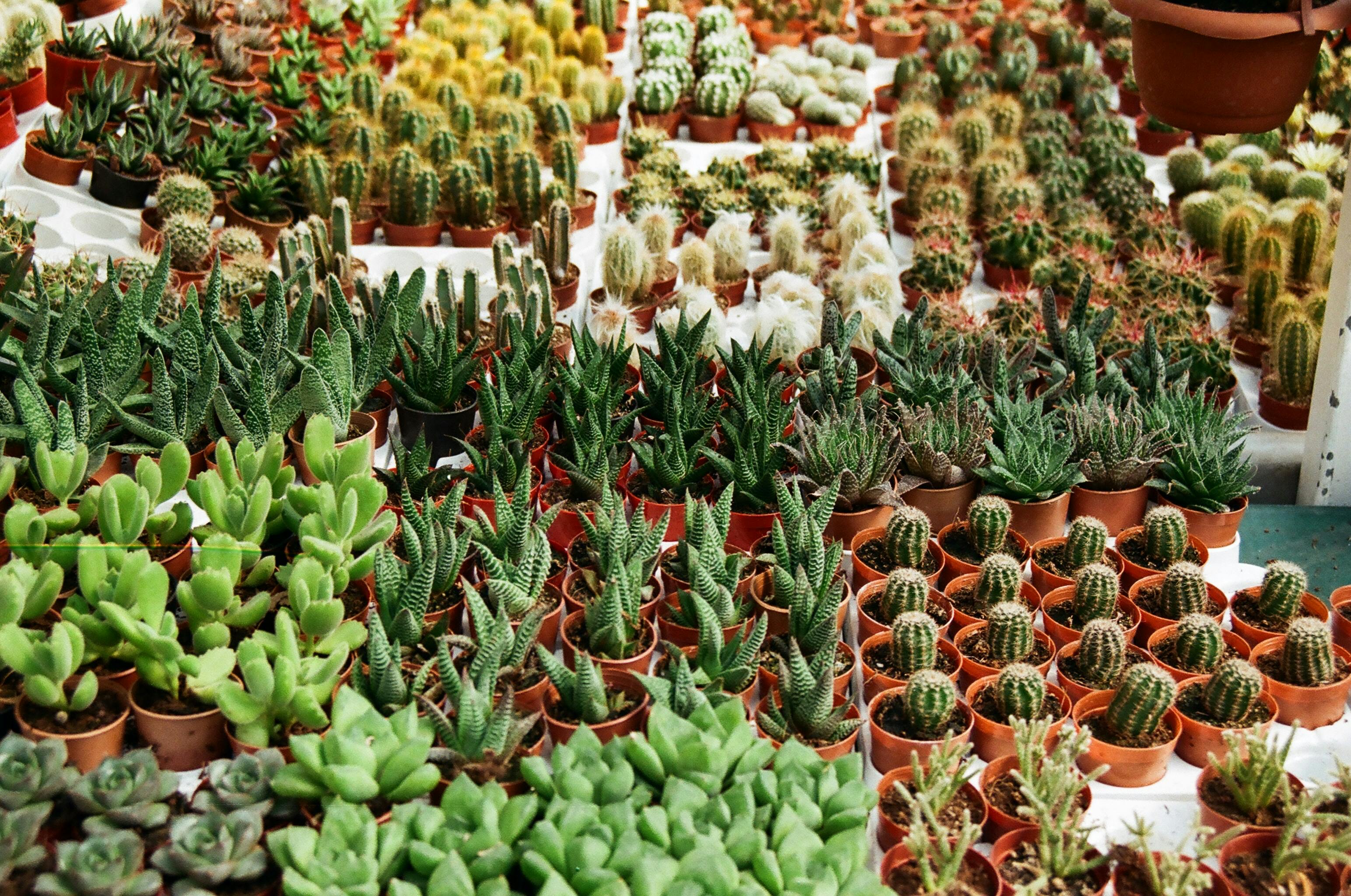 Marché aux plantes avec Botanic