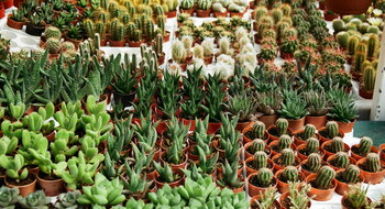 Marché aux plantes avec Botanic